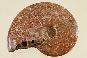 Ammoniten 3506